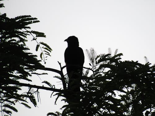 Bird Sitting on the tree branch 