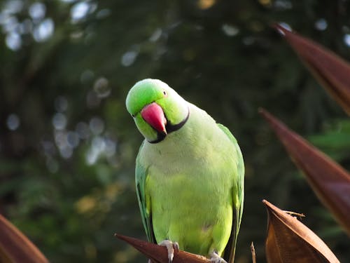 parrot sitting on a tree branch 