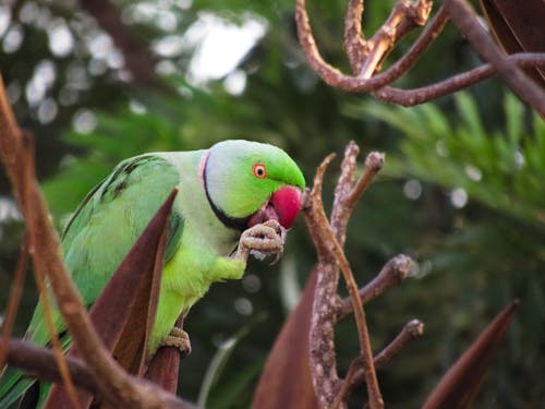 Imagine de stoc gratuită din bird eating, fotografie de păsări, papagal cu inele de trandafiri