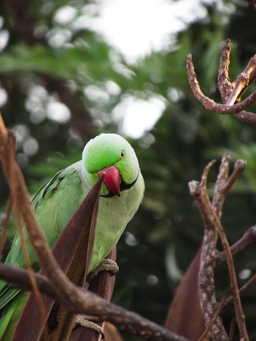 rose Ringed Parakeet sitting on a tree branch 
