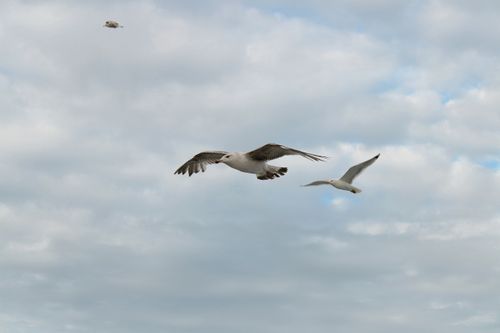 Free A serene capture of seagulls flying amidst a cloudy sky, epitomizing freedom. Stock Photo