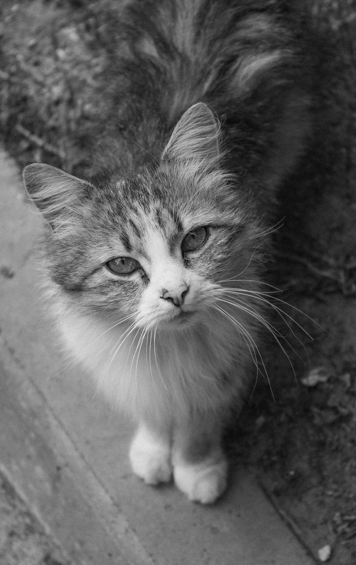 A black and white photo of a cat looking up · Free Stock Photo