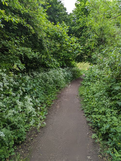Free Serene dirt path in a lush green forest during summer, perfect for nature walks. Stock Photo