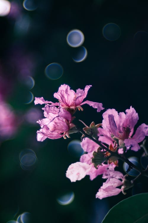Foto stok gratis bunga-bunga, fujifilm