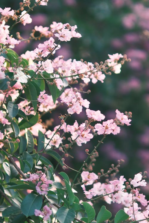 Gratis arkivbilde med årstid, blad, blomst