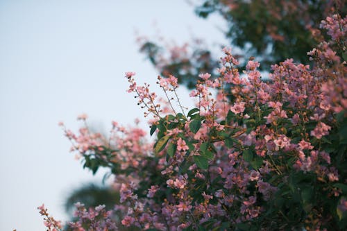 Crape Myrtle Raksasa