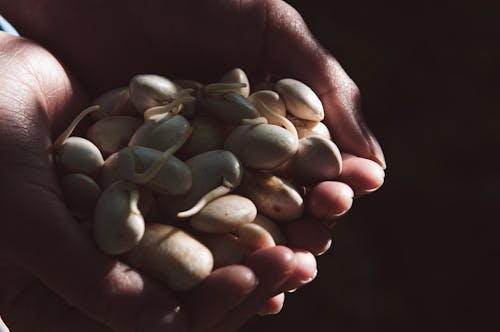 A person holding a handful of peanuts