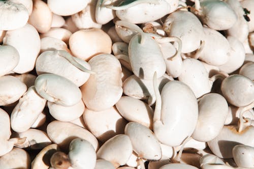 A close up of a pile of white beans