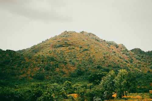 A mountain with trees and bushes on it