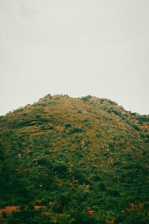 A mountain with a green hill and trees