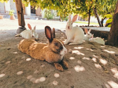 rabbit photo
