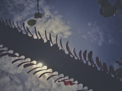 仙人掌, 印尼, 天空 的 免费素材图片