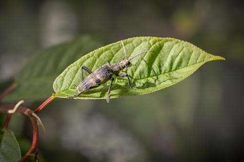 Бесплатное стоковое фото с beetle, антенна, бабочка