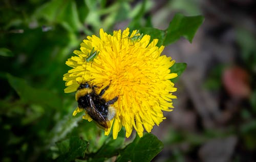 Photos gratuites de abeille, abeille cardeuse commune, arrière-plans