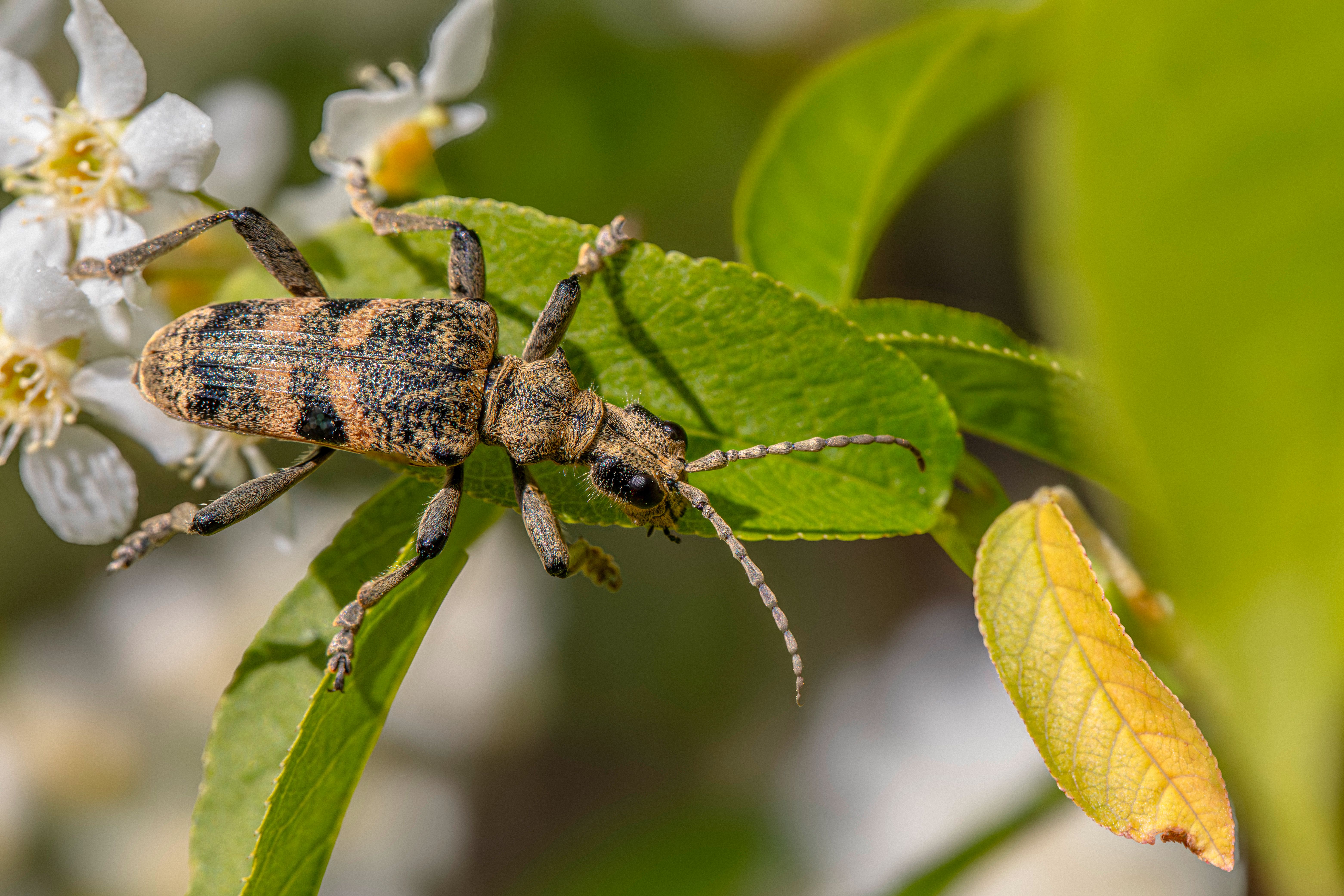A small bug with black and white stripes on its back · Free Stock Photo