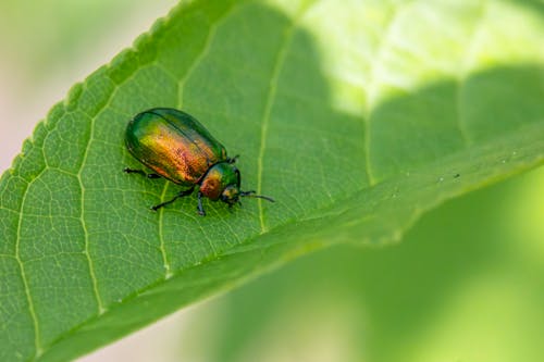 Бесплатное стоковое фото с beetle, артроподы, Биология