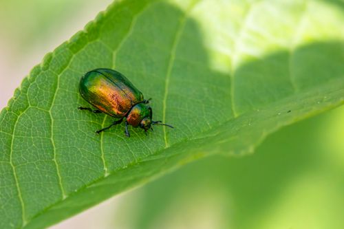 Free Vibrant green beetle resting on a leaf, showcasing nature's beauty up close. Stock Photo