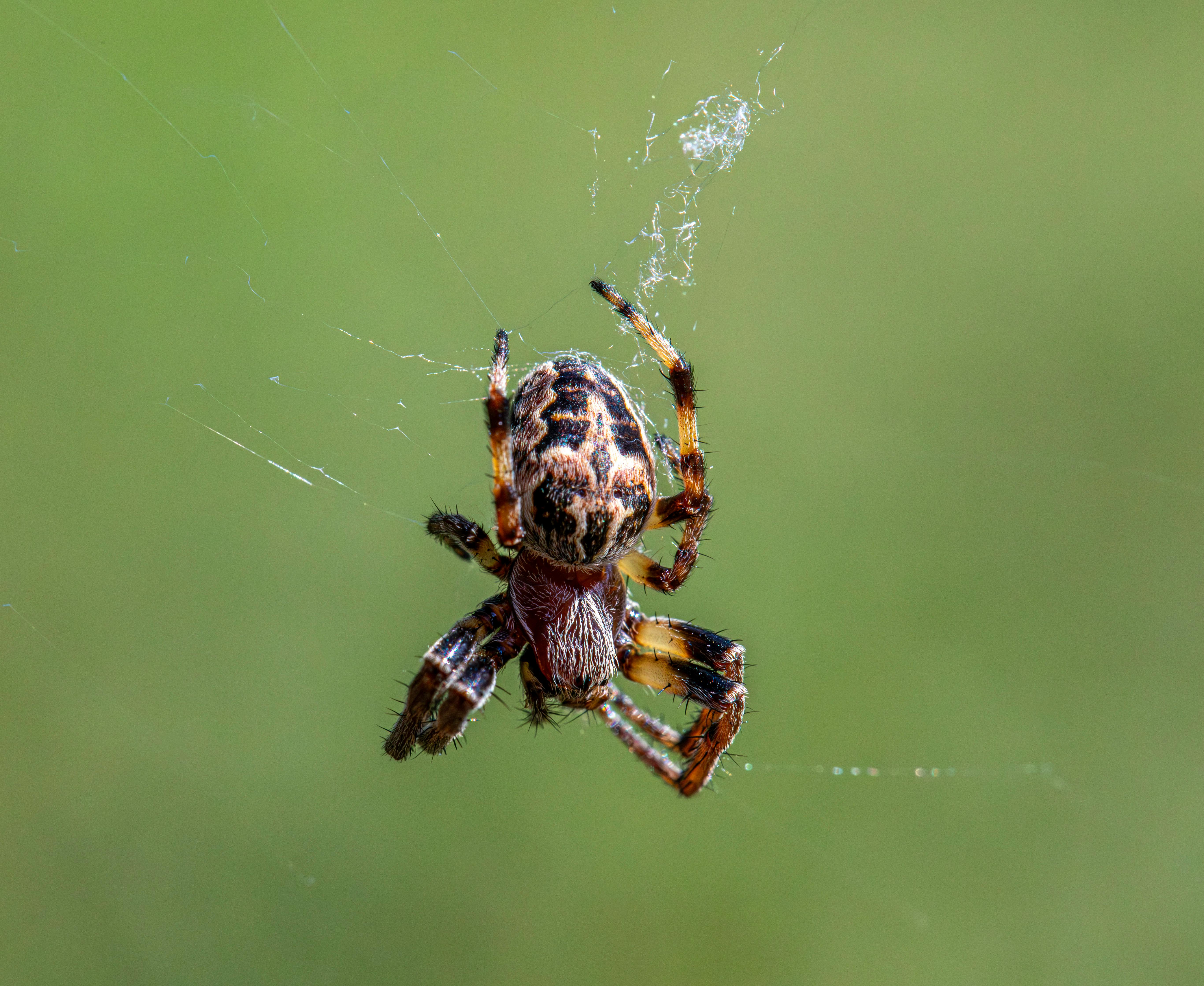 Detailed macro shot of a furrow spider hanging on its intricate web against a green background.