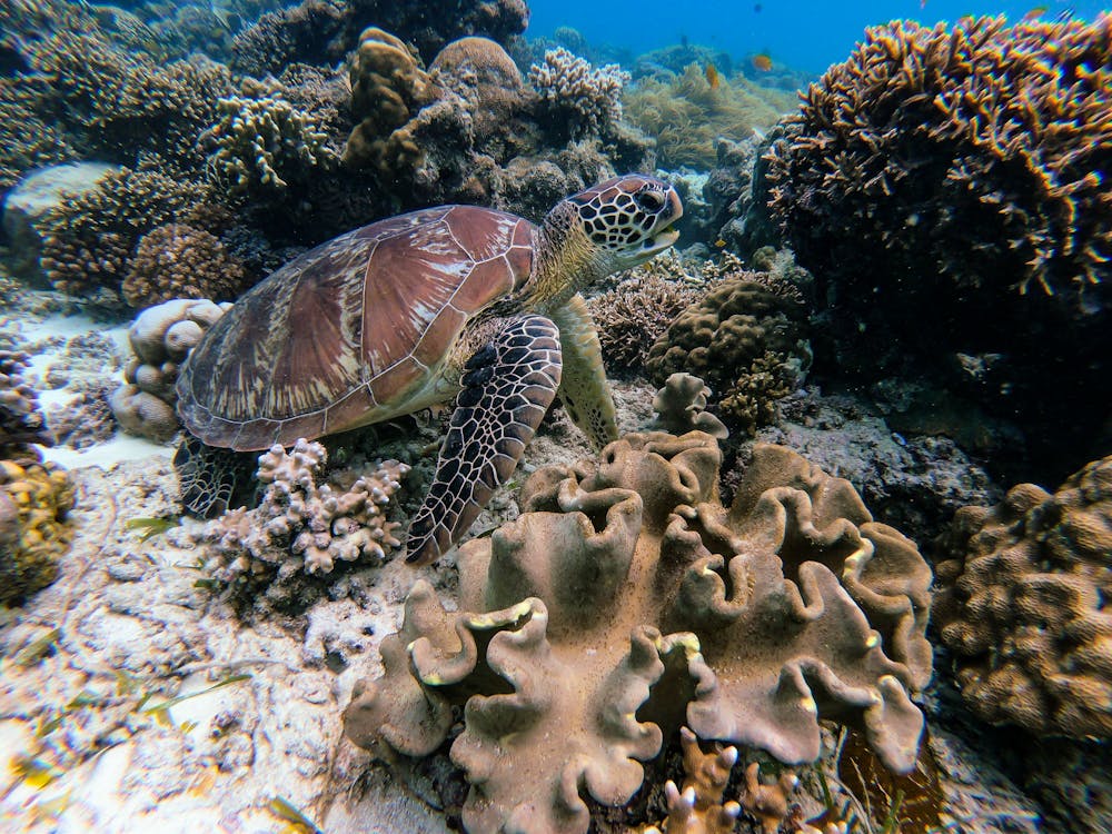 Free Brown Turtle in Underwater Photography Stock Photo