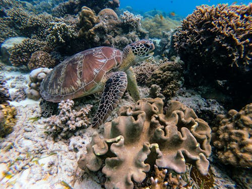 Tortue Brune En Photographie Sous Marine