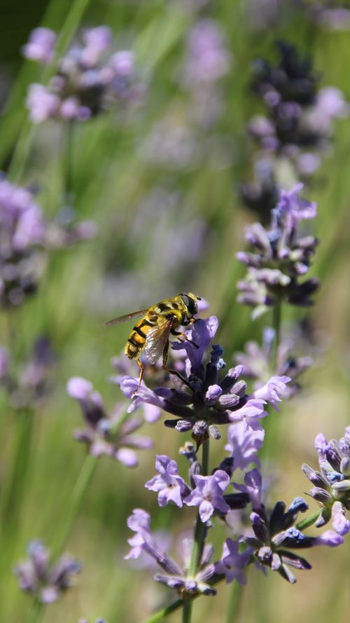 Free Close-up of a bee collecting nectar from lavender flowers in Beckenried, Switzerland. Stock Photo