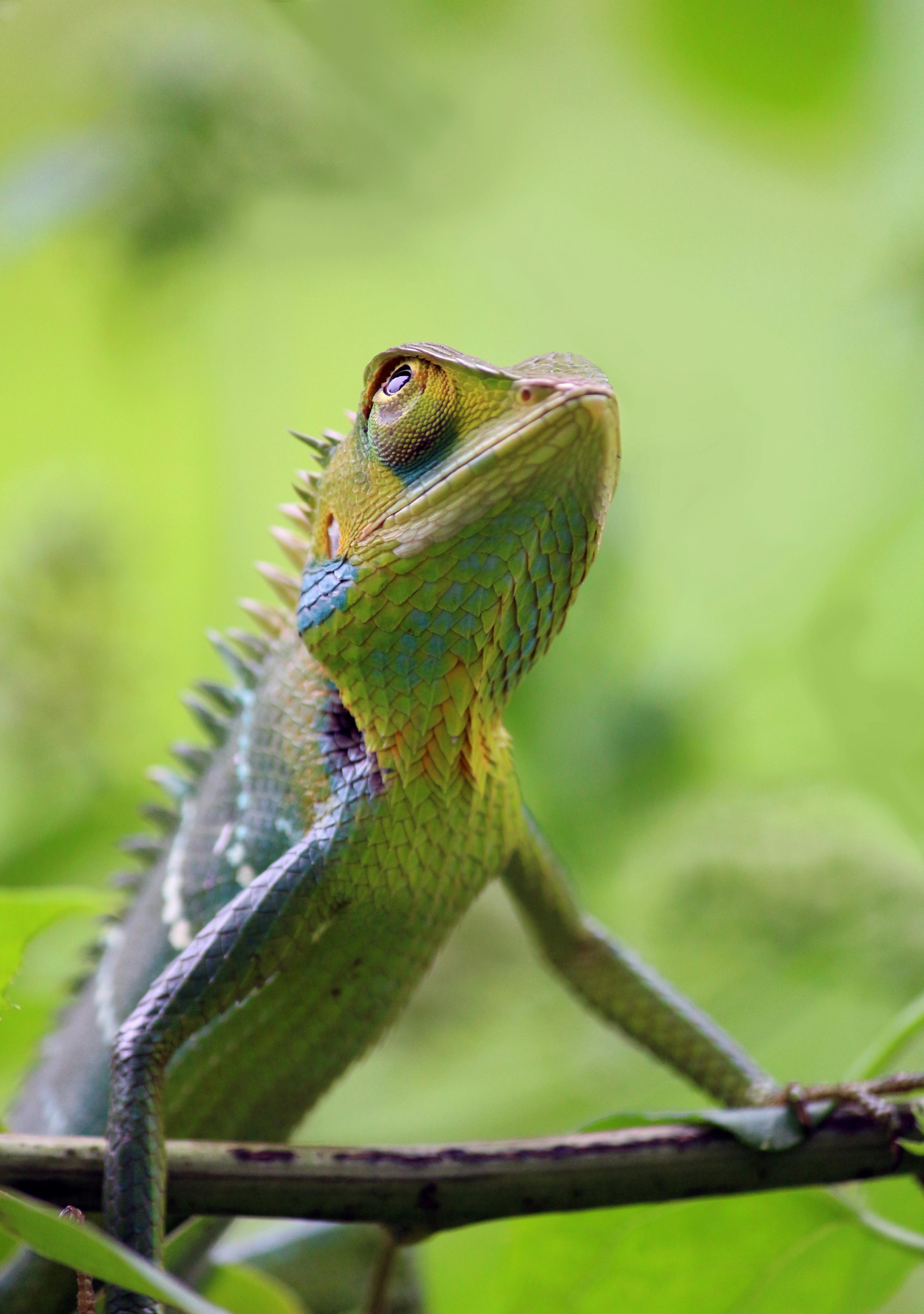 green iguana