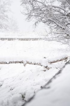 Peaceful winter scene with snow-covered branches in rural Calgary. Ideal for seasonal themes.