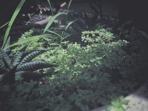 Free stock photo of floral, grass, green