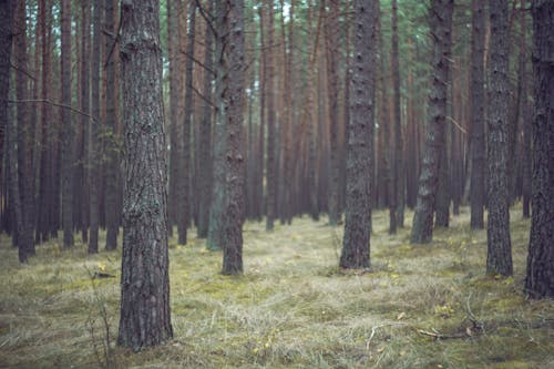Imagine de stoc gratuită din arbori, buchet, codru