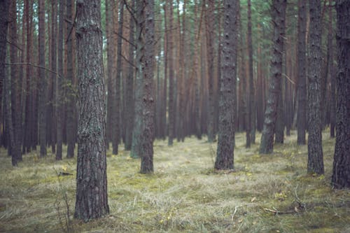 Brown and Green Trees on Brown Grass Field