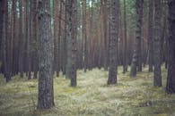 松林宁静，树干茂密，树叶柔软，捕捉到了大自然宁静的精髓