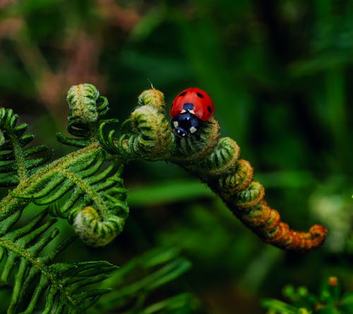 Foto stok gratis alam, beetle, binatang di alam liar