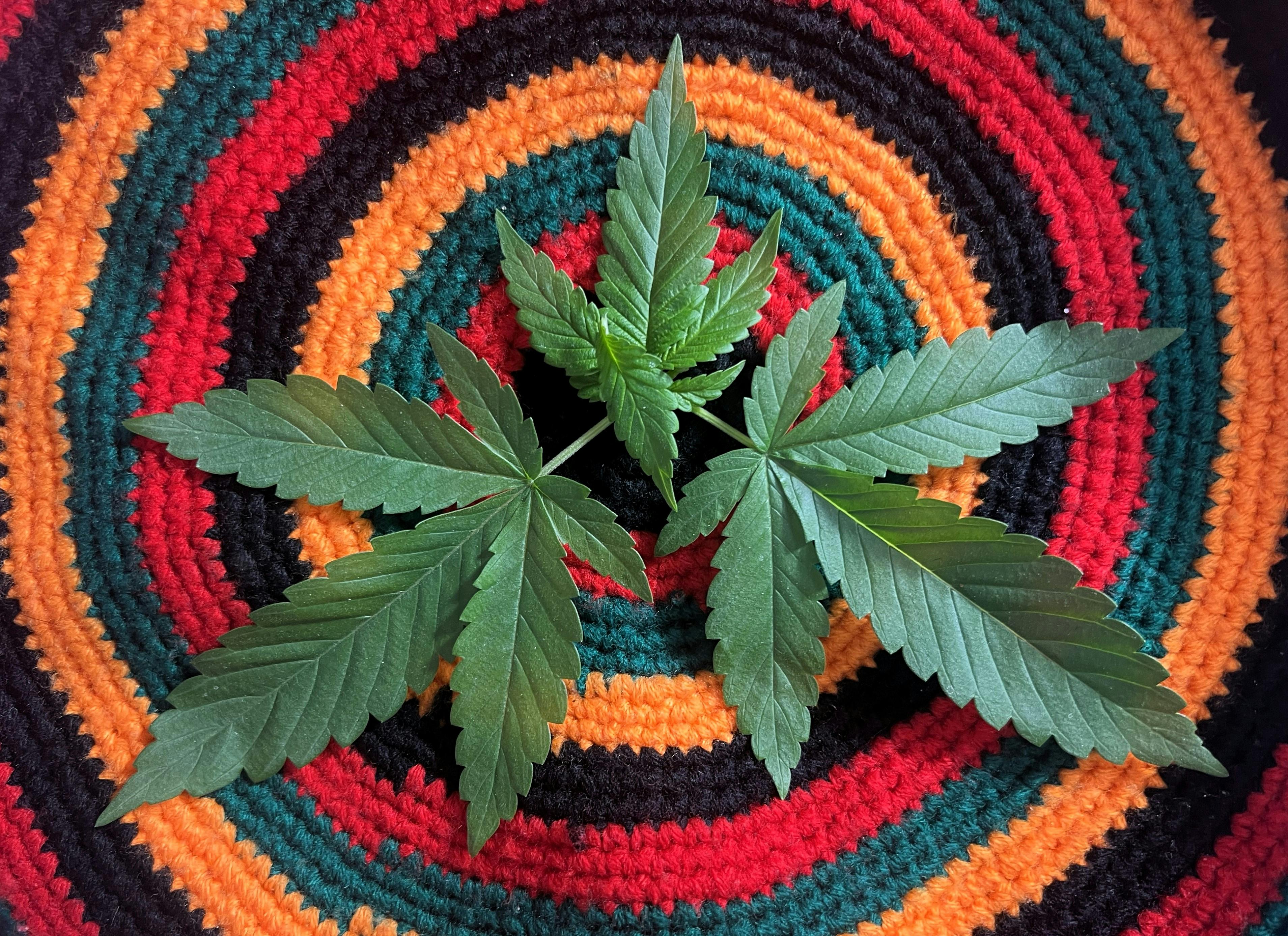 Cannabis leaf on a colorful crochet pattern, emphasizing natural and vibrant hues.