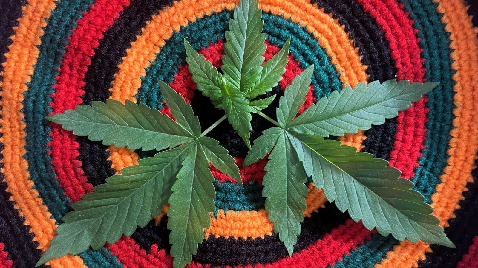 Cannabis leaf on a colorful crochet pattern, emphasizing natural and vibrant hues.