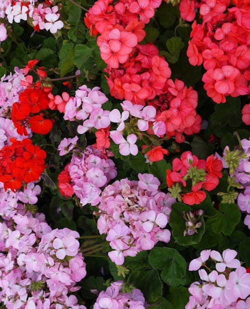 Çiçekler, renkli çiçekler içeren Ücretsiz stok fotoğraf