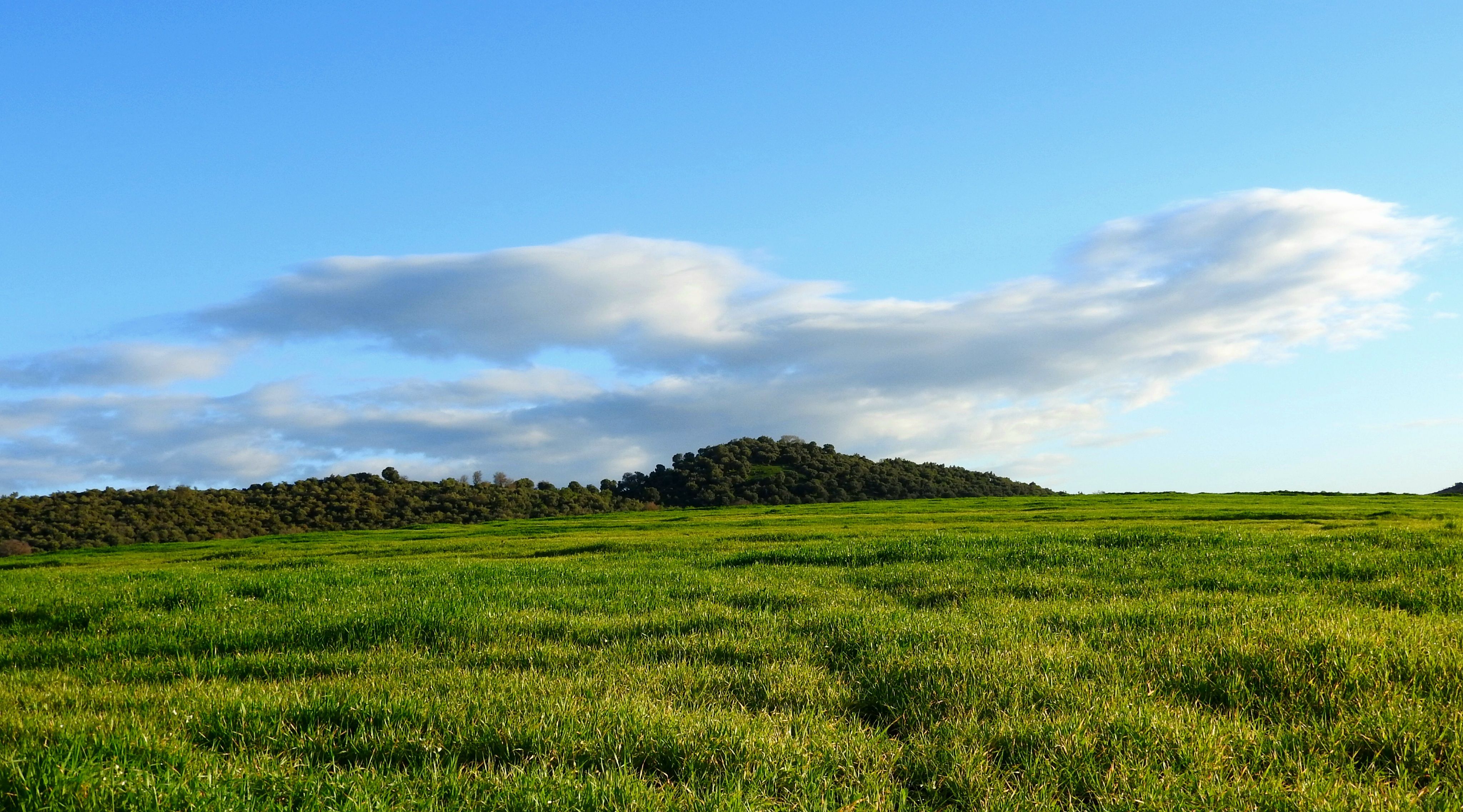View of a Green Meadow under a Blue Sky · Free Stock Photo