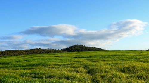 Free Peaceful landscape of a lush green field under a blue sky in Algeria. Stock Photo