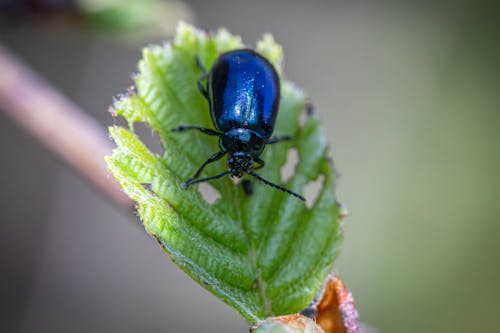 Free stock photo of agelastica alni, alder leaf beetle, beetle species