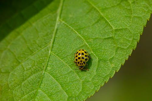 Foto d'estoc gratuïta de a prop, ambiental, beetle