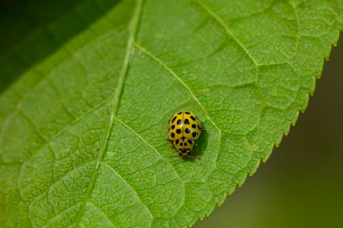 Бесплатное стоковое фото с 22-точечная божья коровка, beetle, psyllobora vigintiduopunctata