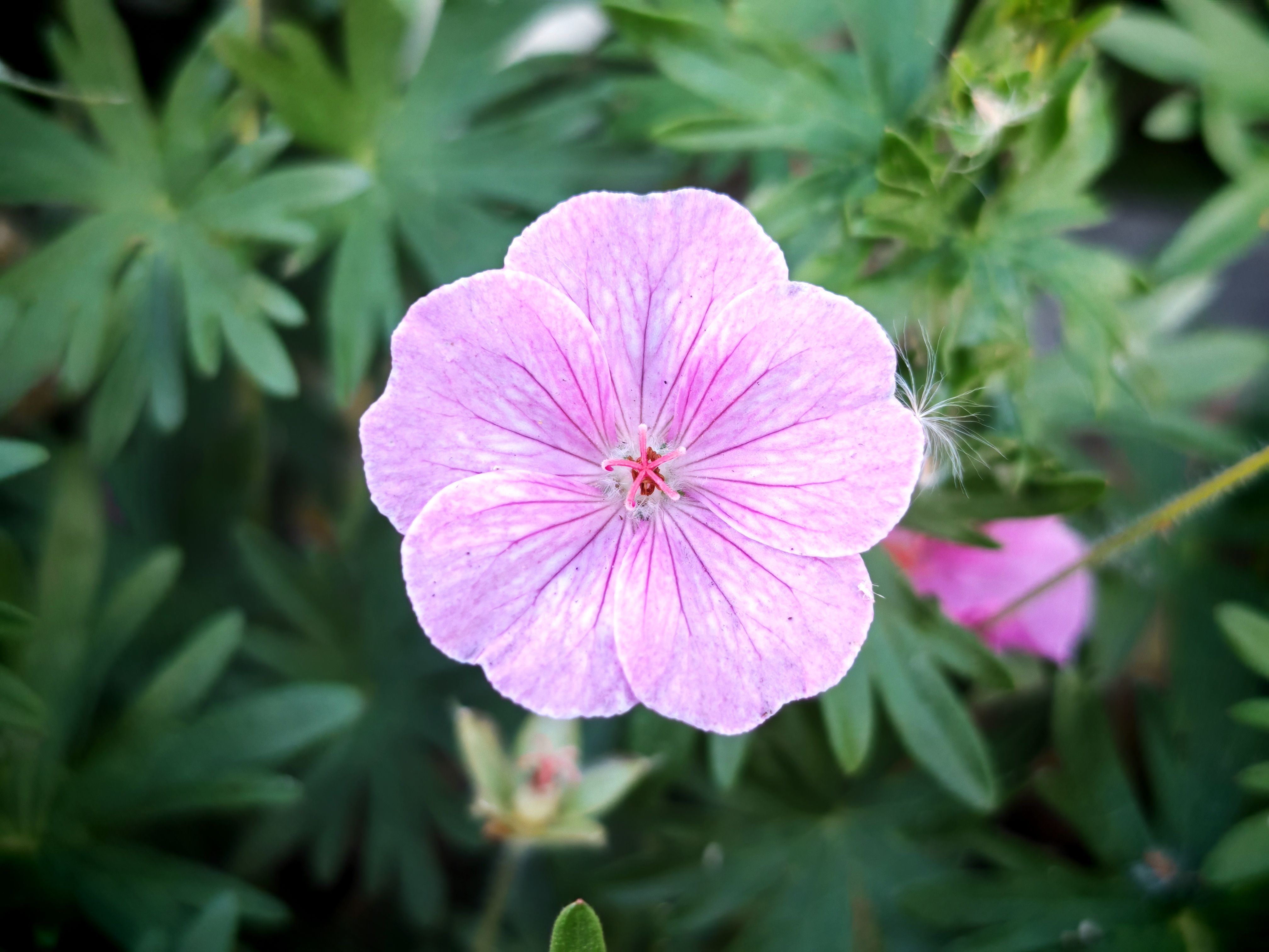 Bloody Geranium Botanical Photo