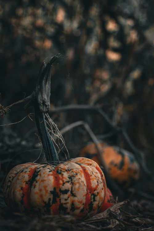 Free Close-up of a pumpkin in a moody, autumnal field setting in Bristol, England, capturing the essence of fall. Stock Photo