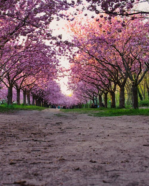 Gratis lagerfoto af berlin, japansk kirsebærtræ, kirsebærblomster