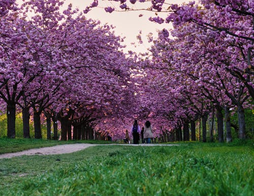 Základová fotografie zdarma na téma Berlín, květ třešně, sakura