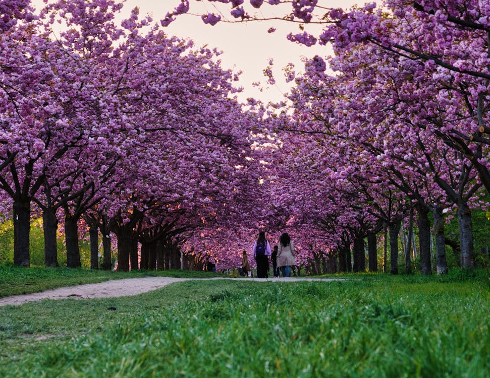 Δωρεάν στοκ φωτογραφιών με sakura, tv asahi, άνθος κερασιάς