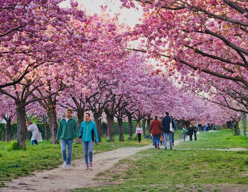 Základová fotografie zdarma na téma Berlín, květ třešně, sakura