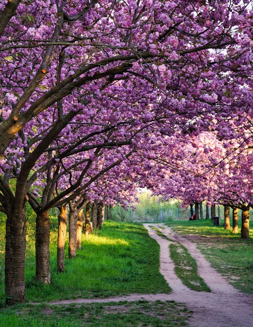 Безкоштовне стокове фото на тему «Берлін, Весна, вишневий цвіт»
