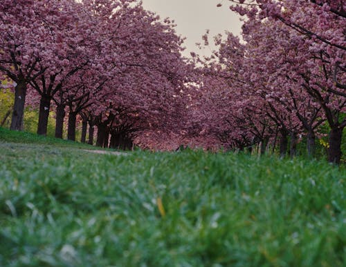 Ilmainen kuvapankkikuva tunnisteilla Berliini, kirsikankukka, sakura