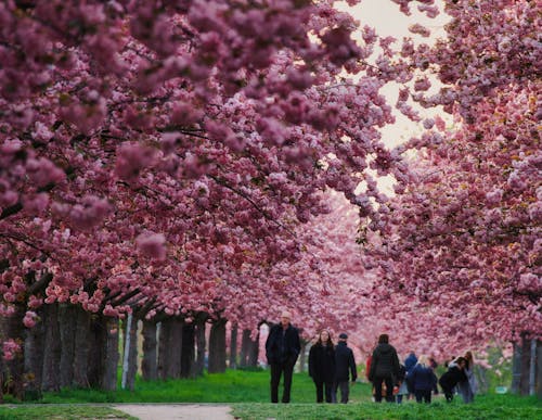 Kostenloses Stock Foto zu berlin, fernseher asahi, kirschblüte