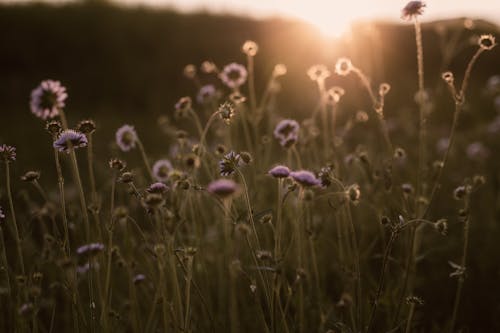 Foto d'estoc gratuïta de a l'aire lliure, alba, bokeh